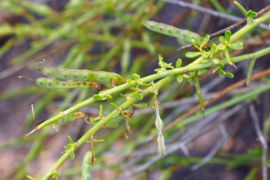 Genista cadasonensis / Ginestra della Sardegna